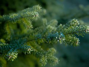 Preview wallpaper needles, tree, blur, macro