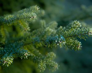 Preview wallpaper needles, tree, blur, macro