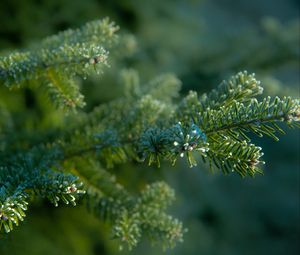 Preview wallpaper needles, tree, blur, macro