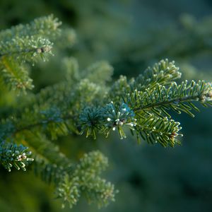 Preview wallpaper needles, tree, blur, macro