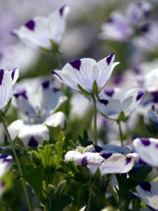 Preview wallpaper nemofily, flowers, speckled, blurred