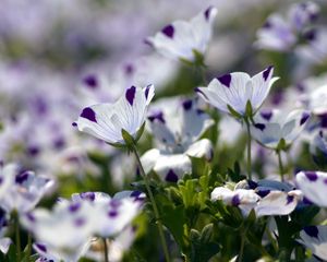 Preview wallpaper nemofily, flowers, speckled, blurred