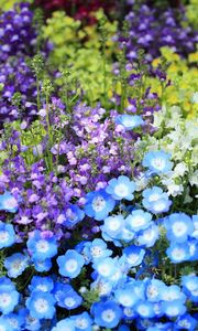 Preview wallpaper nemofily, snapdragons, flower, flowerbed, bright, colorful