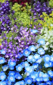 Preview wallpaper nemofily, snapdragons, flower, flowerbed, bright, colorful