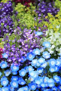 Preview wallpaper nemofily, snapdragons, flower, flowerbed, bright, colorful
