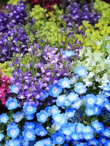 Preview wallpaper nemofily, snapdragons, flower, flowerbed, bright, colorful