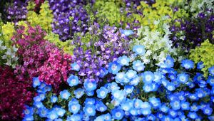 Preview wallpaper nemofily, snapdragons, flower, flowerbed, bright, colorful