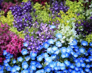 Preview wallpaper nemofily, snapdragons, flower, flowerbed, bright, colorful