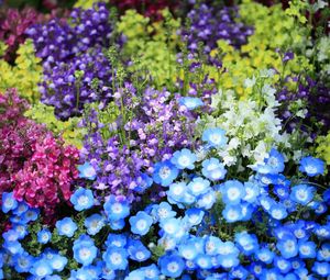 Preview wallpaper nemofily, snapdragons, flower, flowerbed, bright, colorful