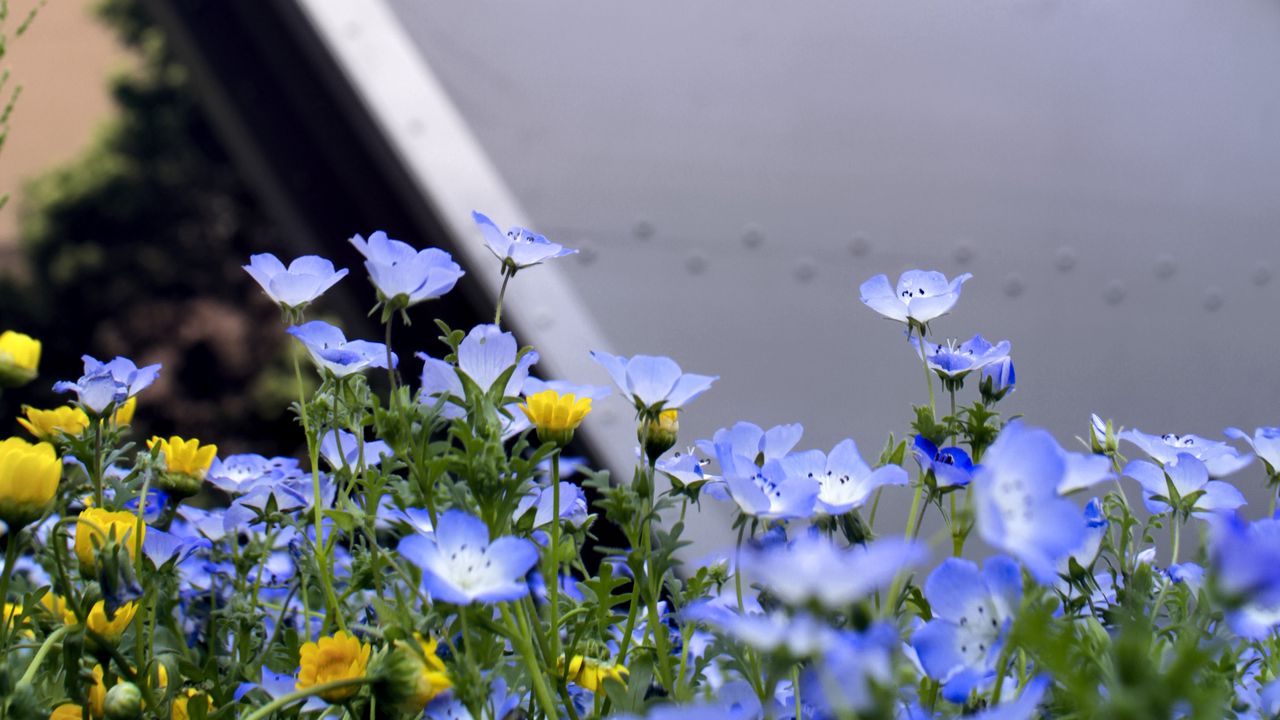 Wallpaper nemophila, flowers, buildings