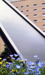 Preview wallpaper nemophila, flowers, buildings