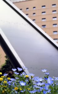 Preview wallpaper nemophila, flowers, buildings