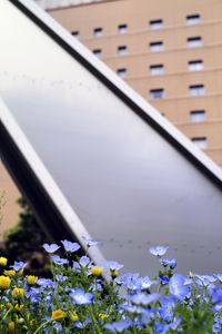 Preview wallpaper nemophila, flowers, buildings