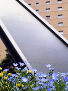 Preview wallpaper nemophila, flowers, buildings