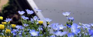 Preview wallpaper nemophila, flowers, buildings