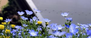 Preview wallpaper nemophila, flowers, buildings