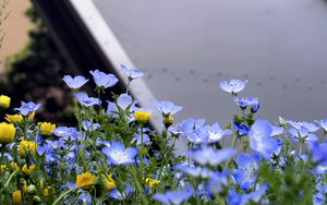 Preview wallpaper nemophila, flowers, buildings