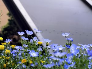 Preview wallpaper nemophila, flowers, buildings