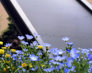 Preview wallpaper nemophila, flowers, buildings