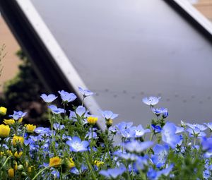 Preview wallpaper nemophila, flowers, buildings