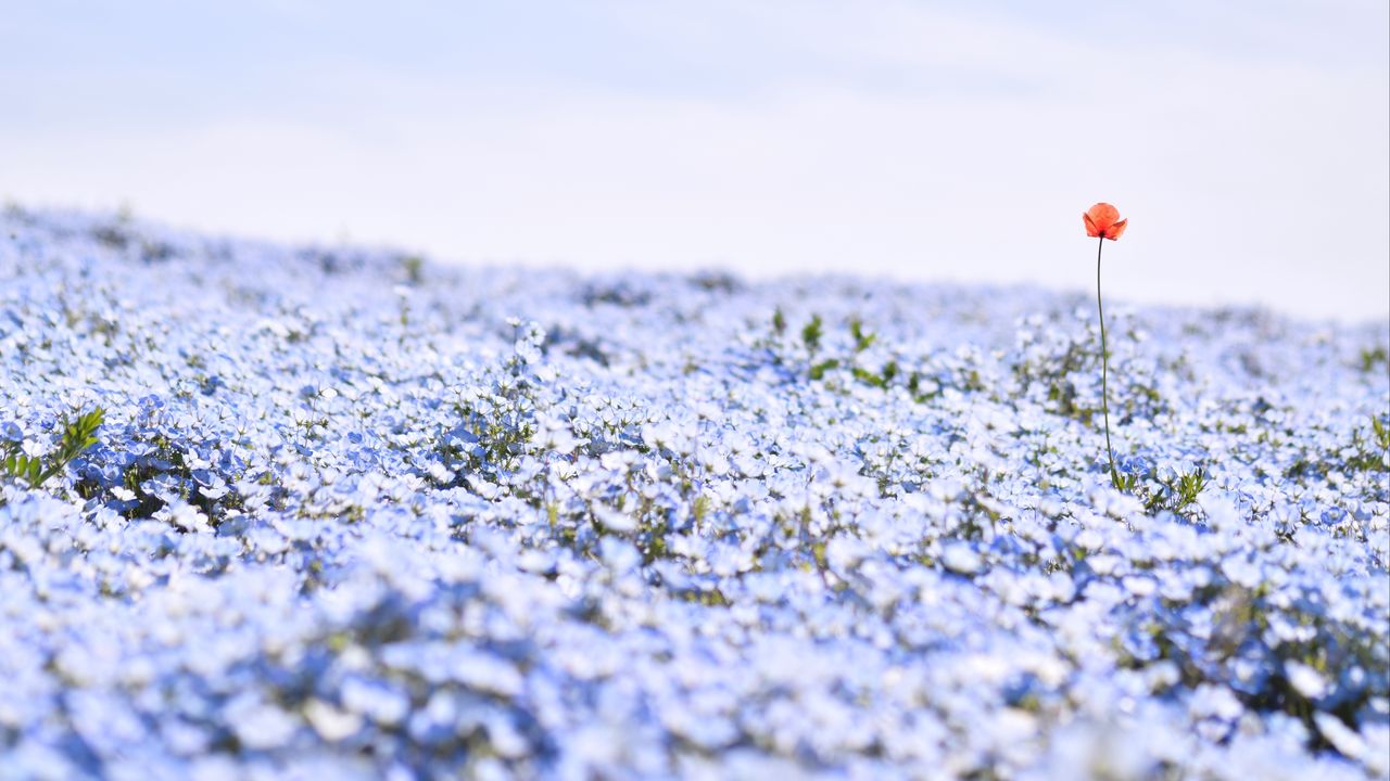 Wallpaper nemophila, flowers, petals, field