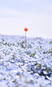 Preview wallpaper nemophila, flowers, petals, field