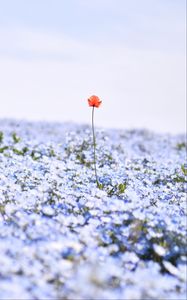 Preview wallpaper nemophila, flowers, petals, field