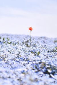 Preview wallpaper nemophila, flowers, petals, field