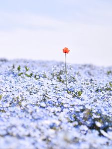 Preview wallpaper nemophila, flowers, petals, field