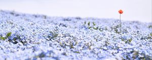 Preview wallpaper nemophila, flowers, petals, field