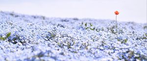 Preview wallpaper nemophila, flowers, petals, field