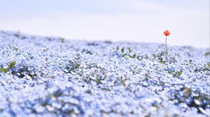 Preview wallpaper nemophila, flowers, petals, field