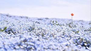 Preview wallpaper nemophila, flowers, petals, field