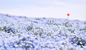 Preview wallpaper nemophila, flowers, petals, field