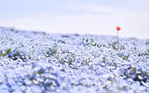 Preview wallpaper nemophila, flowers, petals, field