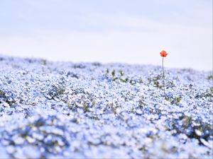 Preview wallpaper nemophila, flowers, petals, field