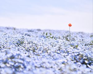 Preview wallpaper nemophila, flowers, petals, field