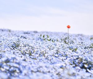 Preview wallpaper nemophila, flowers, petals, field