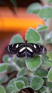 Preview wallpaper neptis rivularis, butterfly, leaves, macro