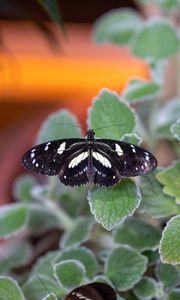 Preview wallpaper neptis rivularis, butterfly, leaves, macro