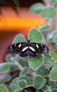 Preview wallpaper neptis rivularis, butterfly, leaves, macro