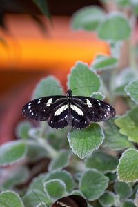 Preview wallpaper neptis rivularis, butterfly, leaves, macro