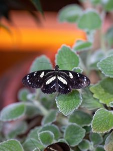 Preview wallpaper neptis rivularis, butterfly, leaves, macro