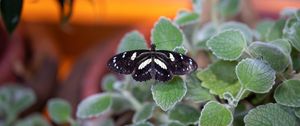 Preview wallpaper neptis rivularis, butterfly, leaves, macro