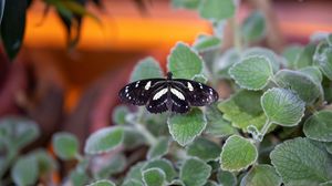 Preview wallpaper neptis rivularis, butterfly, leaves, macro