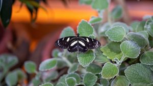 Preview wallpaper neptis rivularis, butterfly, leaves, macro