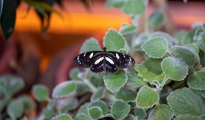 Preview wallpaper neptis rivularis, butterfly, leaves, macro