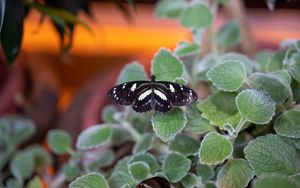 Preview wallpaper neptis rivularis, butterfly, leaves, macro