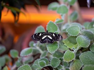 Preview wallpaper neptis rivularis, butterfly, leaves, macro