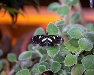 Preview wallpaper neptis rivularis, butterfly, leaves, macro